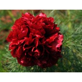 Пион тонколистный Rubra Plena